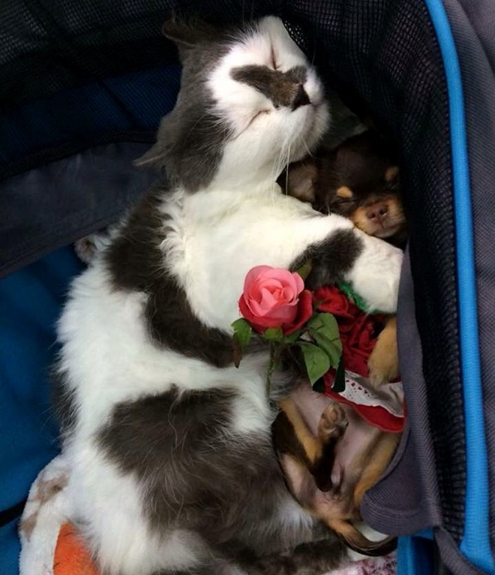 cat leads a pack of dogs and provides cuddles