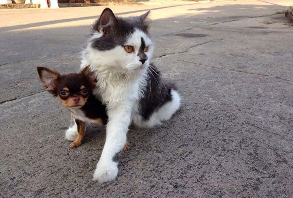cat leads a pack of dogs and provides cuddles
