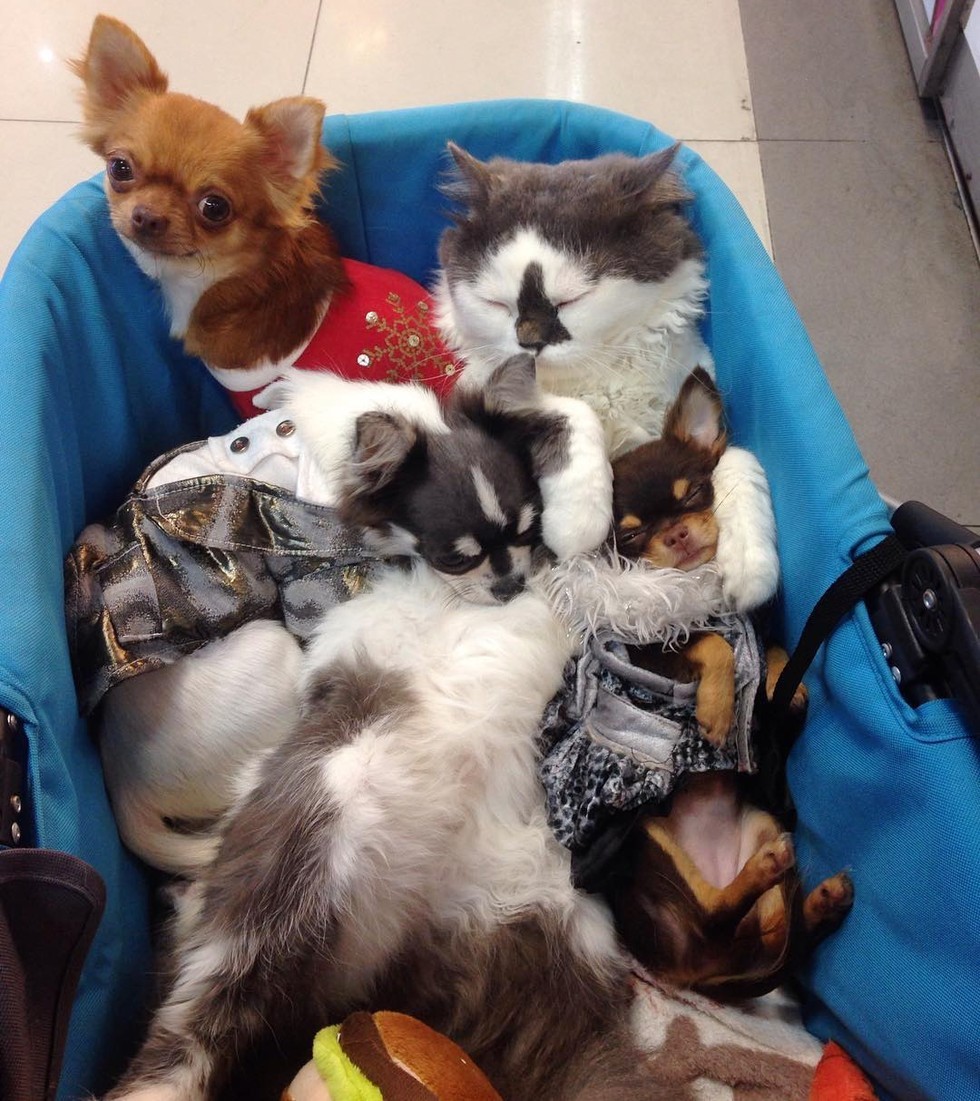 cat leads a pack of dogs and provides cuddles