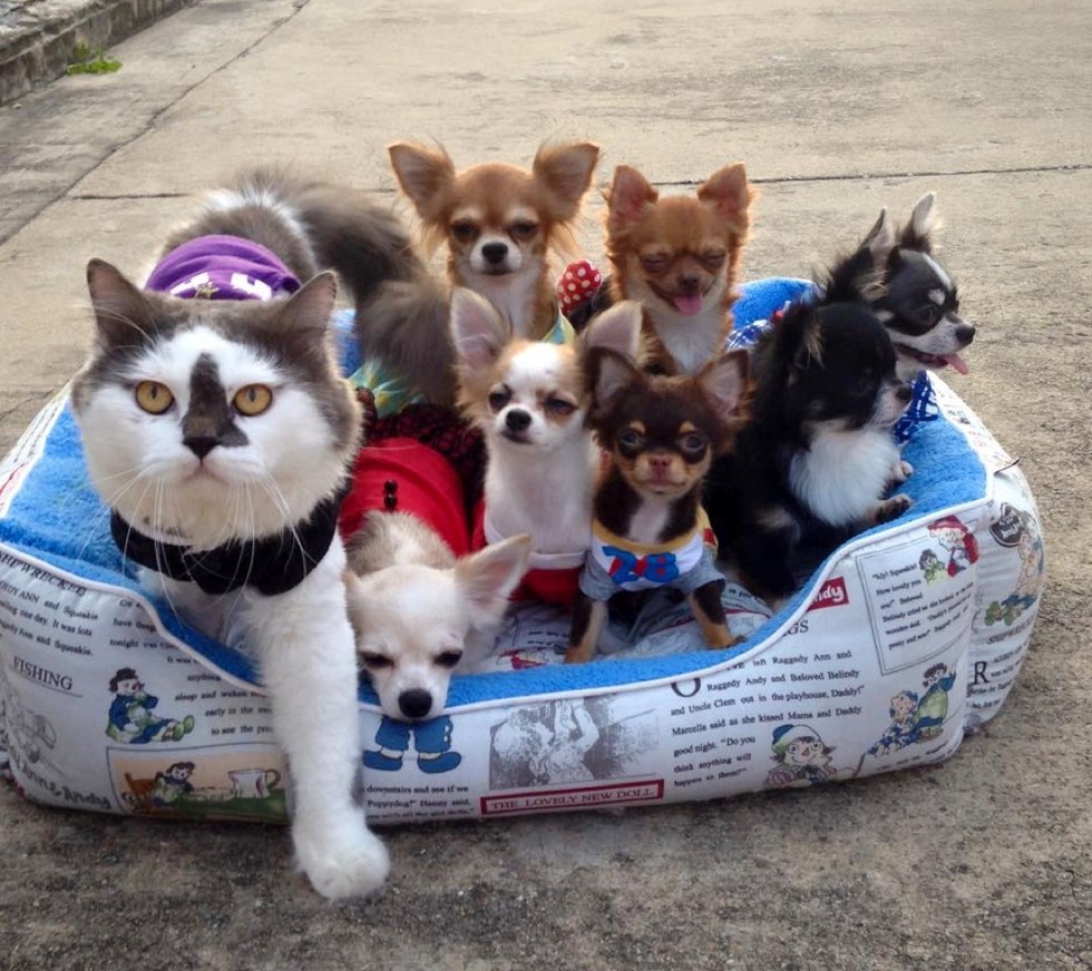 cat leads a pack of dogs and provides cuddles