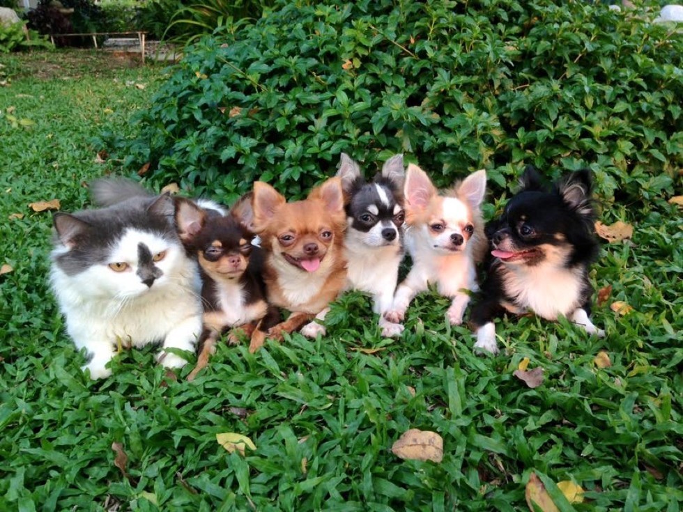 cat leads a pack of dogs and provides cuddles