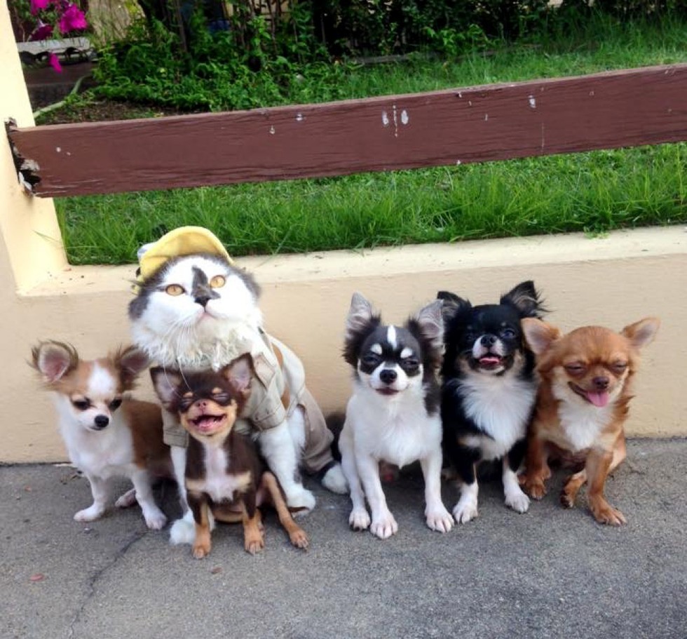 cat leads a pack of dogs and provides cuddles