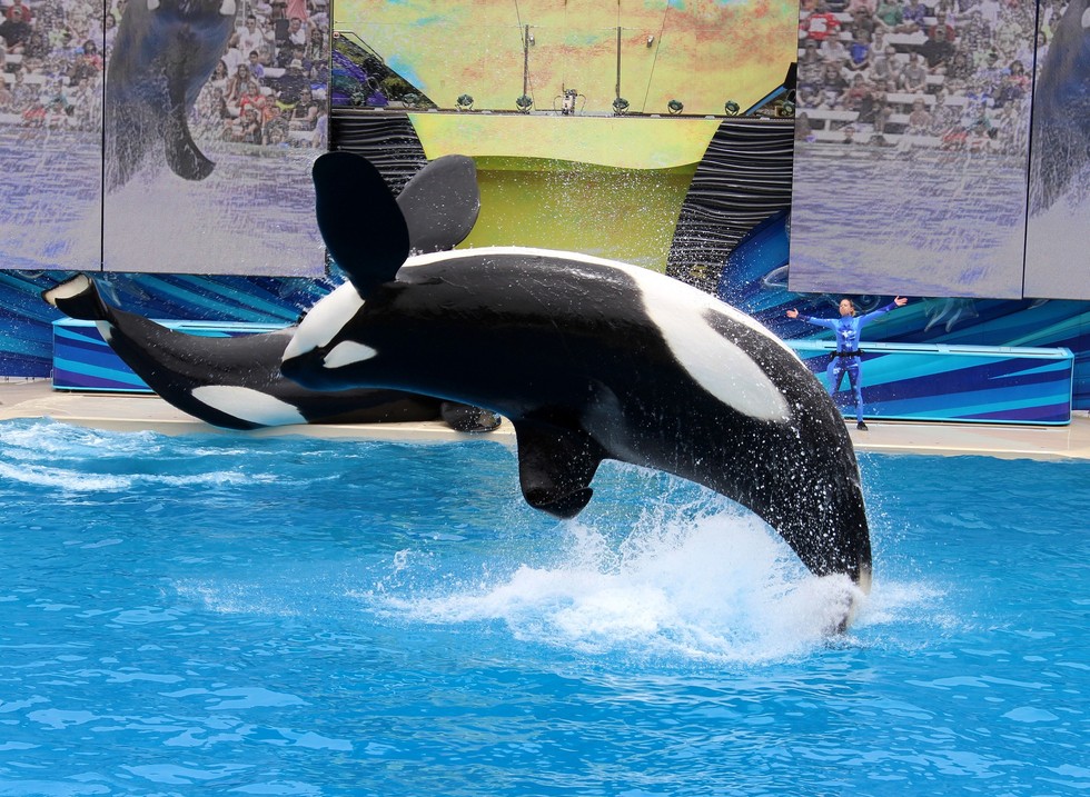 BREAKING: SeaWorld Admits To Spying On Animal Activists
