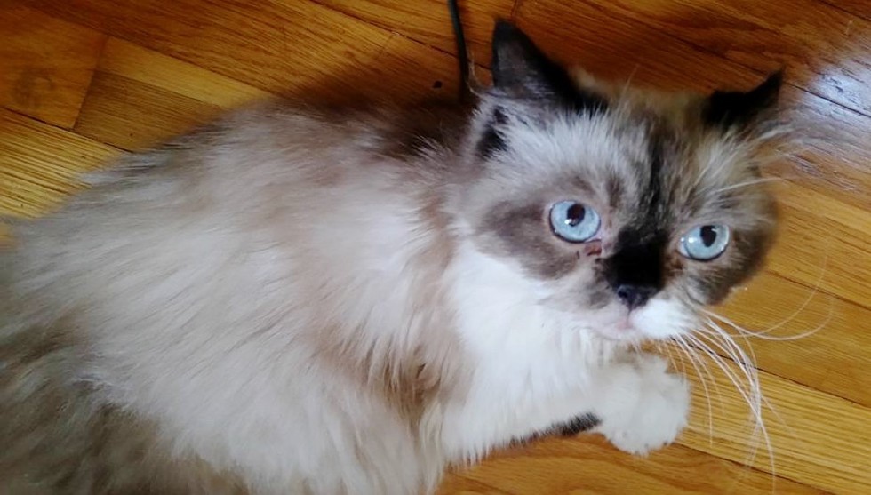 Himalayan Cat Rescue