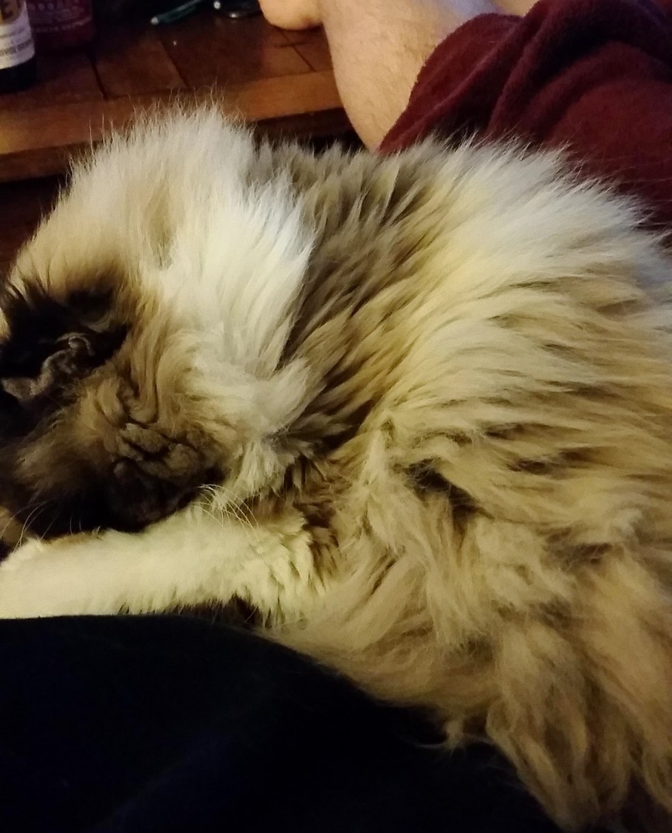 Rescue Himalayan Cat Got Her Glorious Fluff Back. The Difference 3