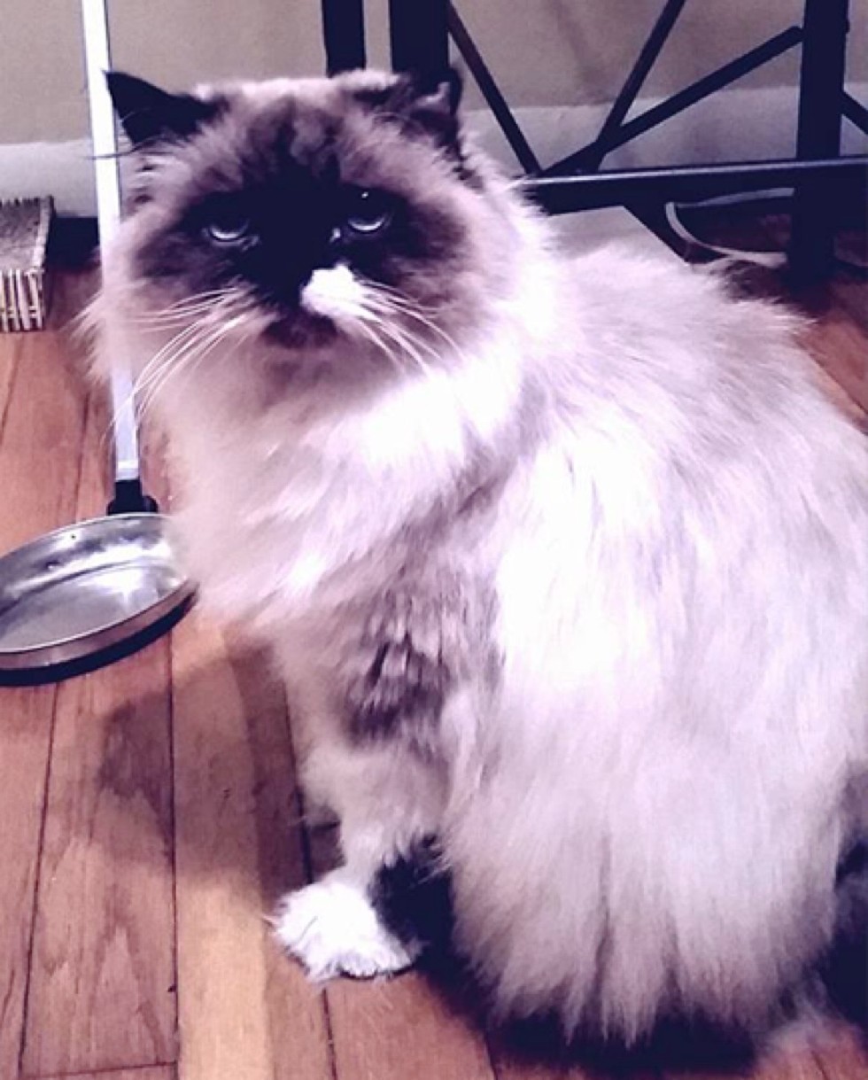 Rescue Himalayan Cat Got Her Glorious Fluff Back. The Difference 3