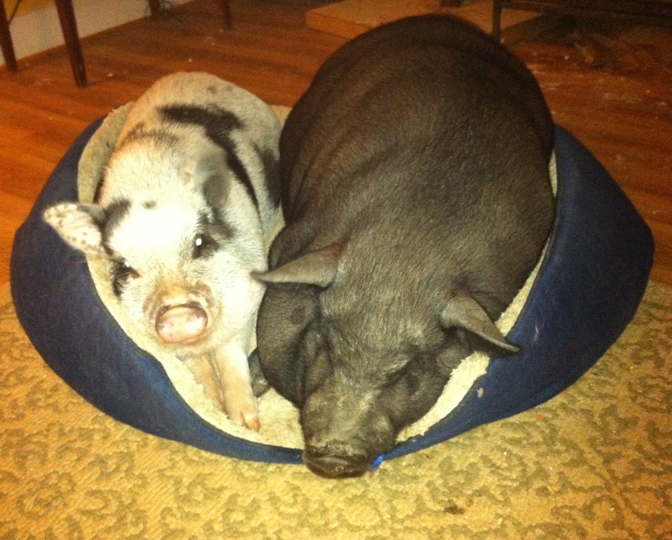 Why You Need To Be Really, Really Sure Before Getting A 'Teacup' Pig