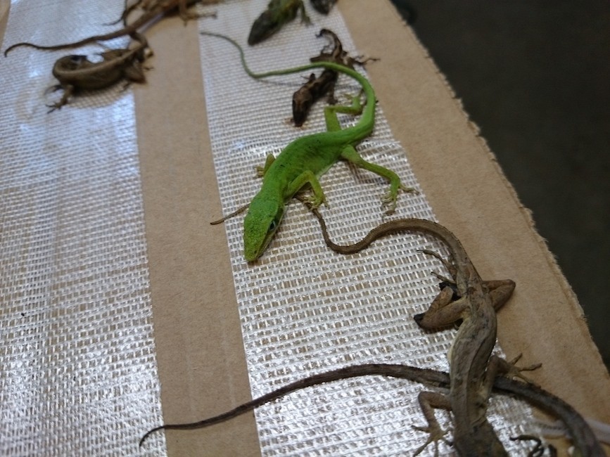 This Is Where PetSmart Gets Its Animals, And It's Not Pretty