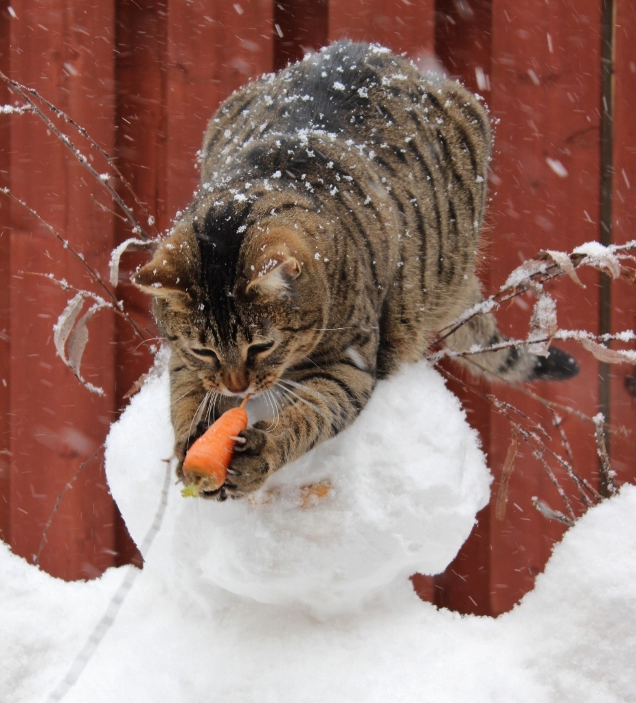 jelly cat snowman
