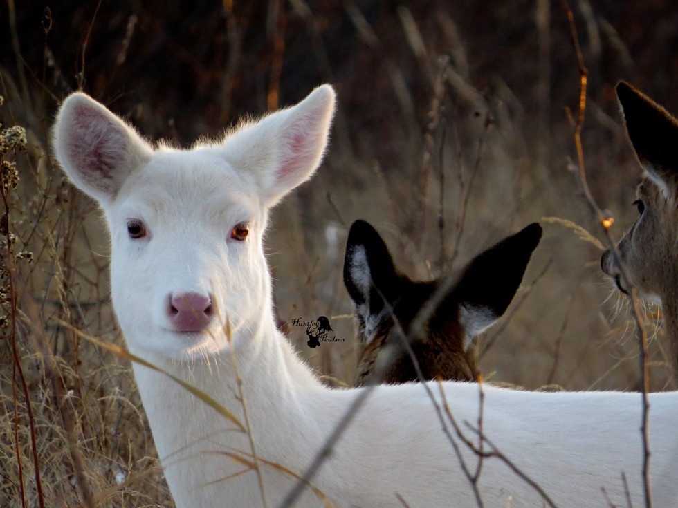 Rare AllWhite Deer Caught On Camera Strolling Along With Friends