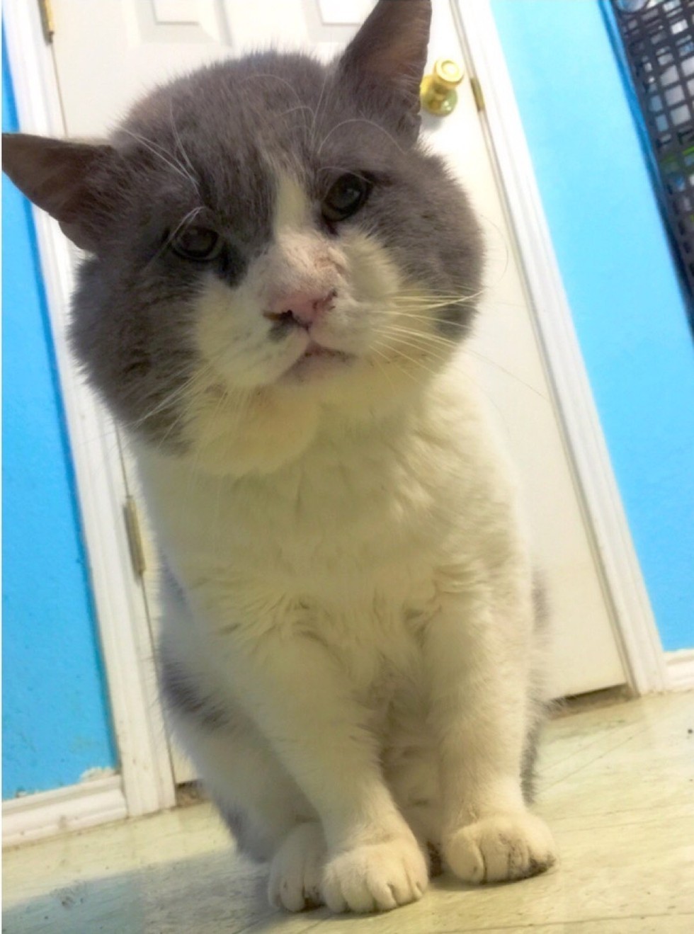 13-year-old Cat with Chubby Cheeks Survived Life on the Streets ...