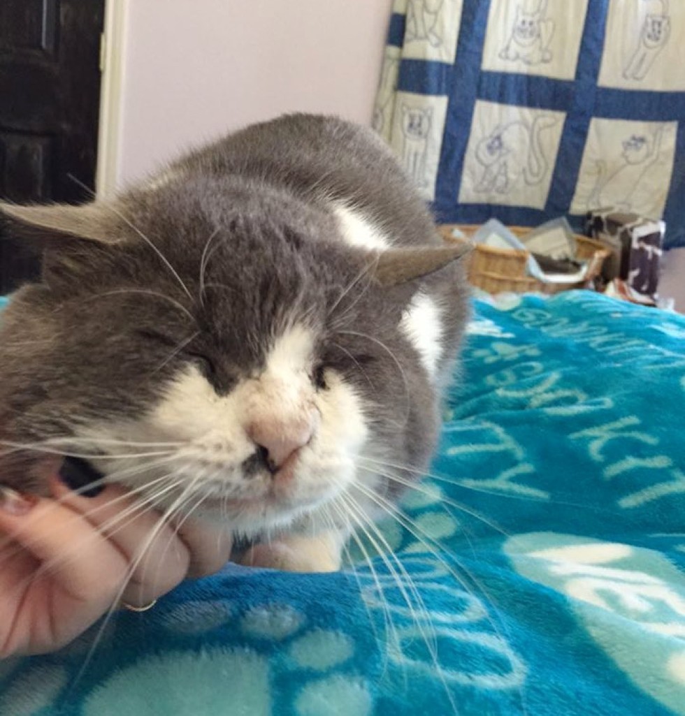 13yearold Cat with Chubby Cheeks Survived Life on the Streets
