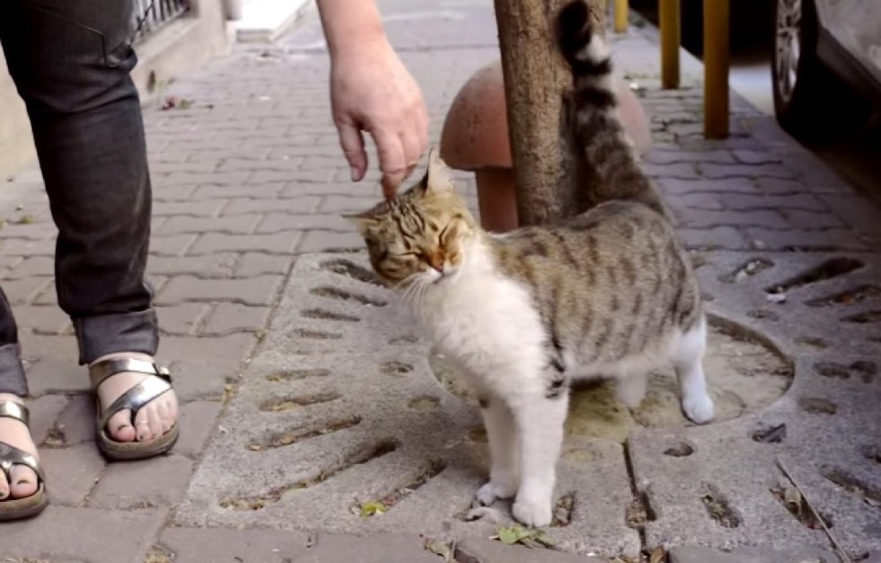 Instabul city cats are king
