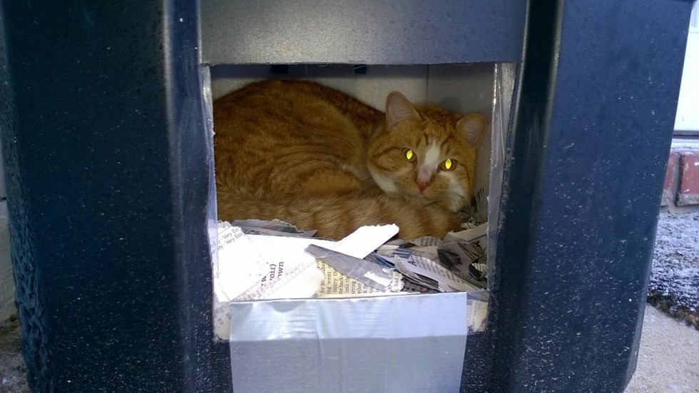 Man Built a Shelter for Neighbor's Cat Left Behind, This is What He Found 980x