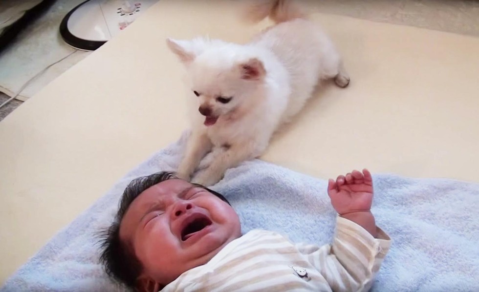 World's Sweetest Dog Offers His Treat To Comfort Crying Baby