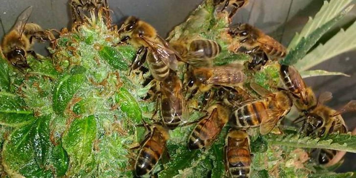 These Incredible Bees Have Been Trained To Make Honey From Cannabis