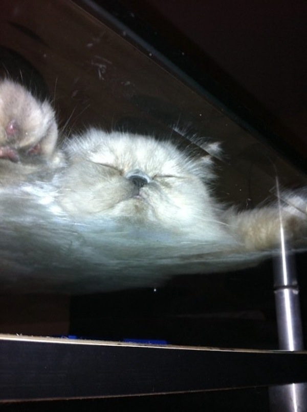 Cat sleeping 2024 on glass table