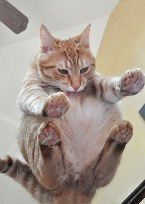 Cat under glass outlet table