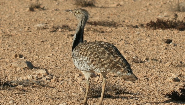 Afghan Police Shoot Rare Bird They Thought Had A Bomb