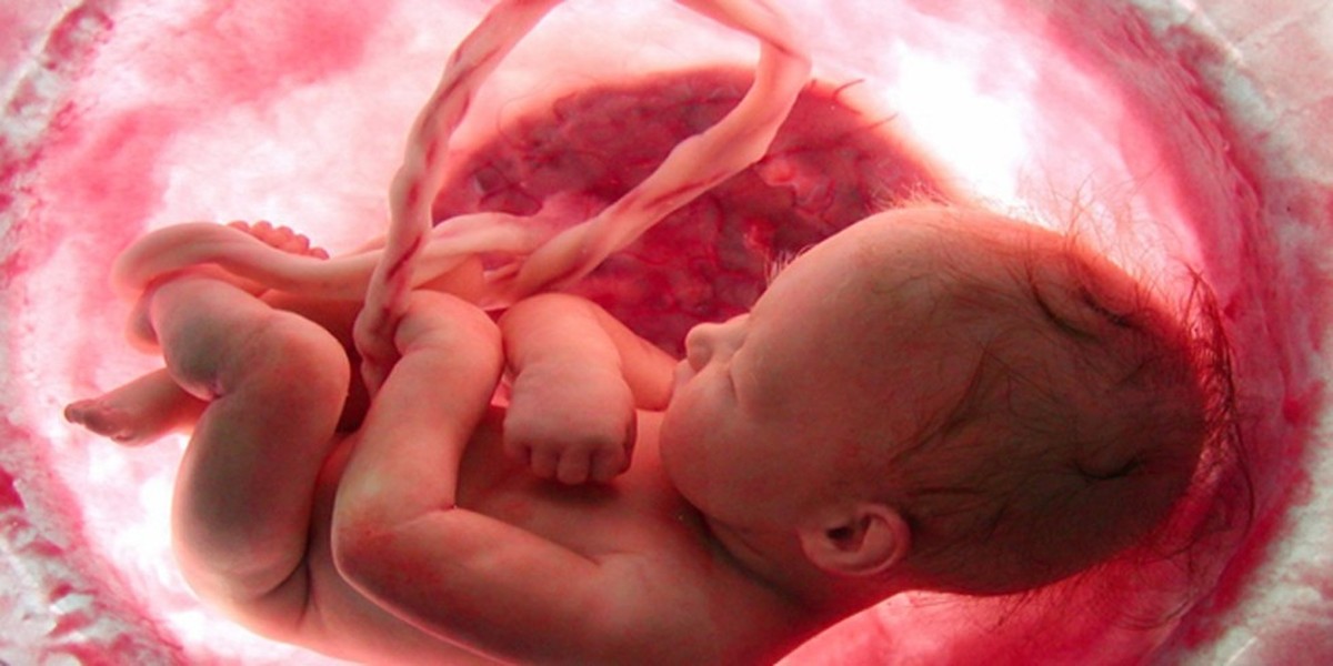 Pictures Of Two Month Old Baby In The Womb 68
