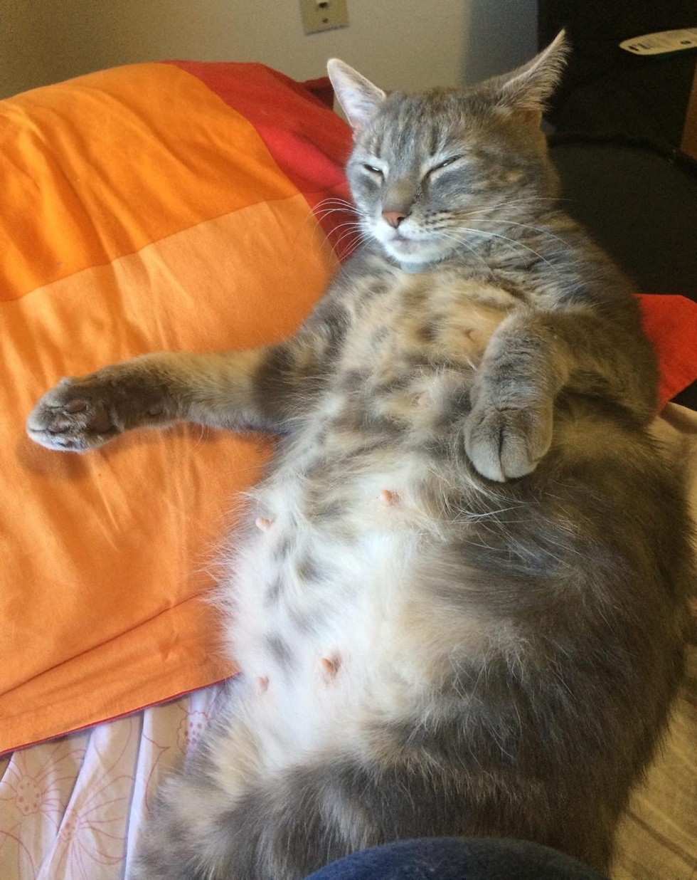 cat mama with big pregnant belly