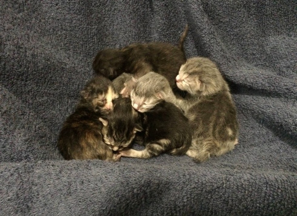 tiny new born kittens snuggling 