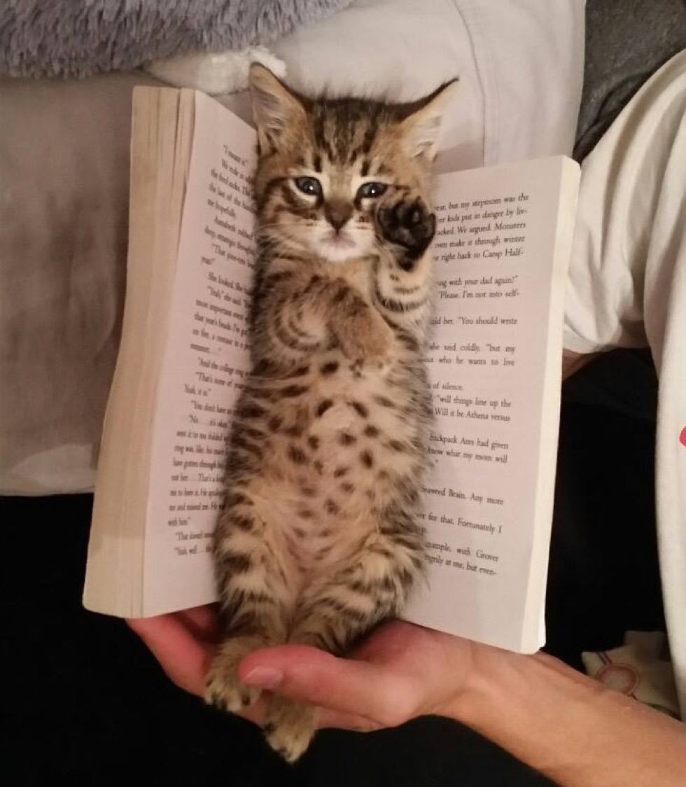 cats kittens purrfect perfect bookmarks