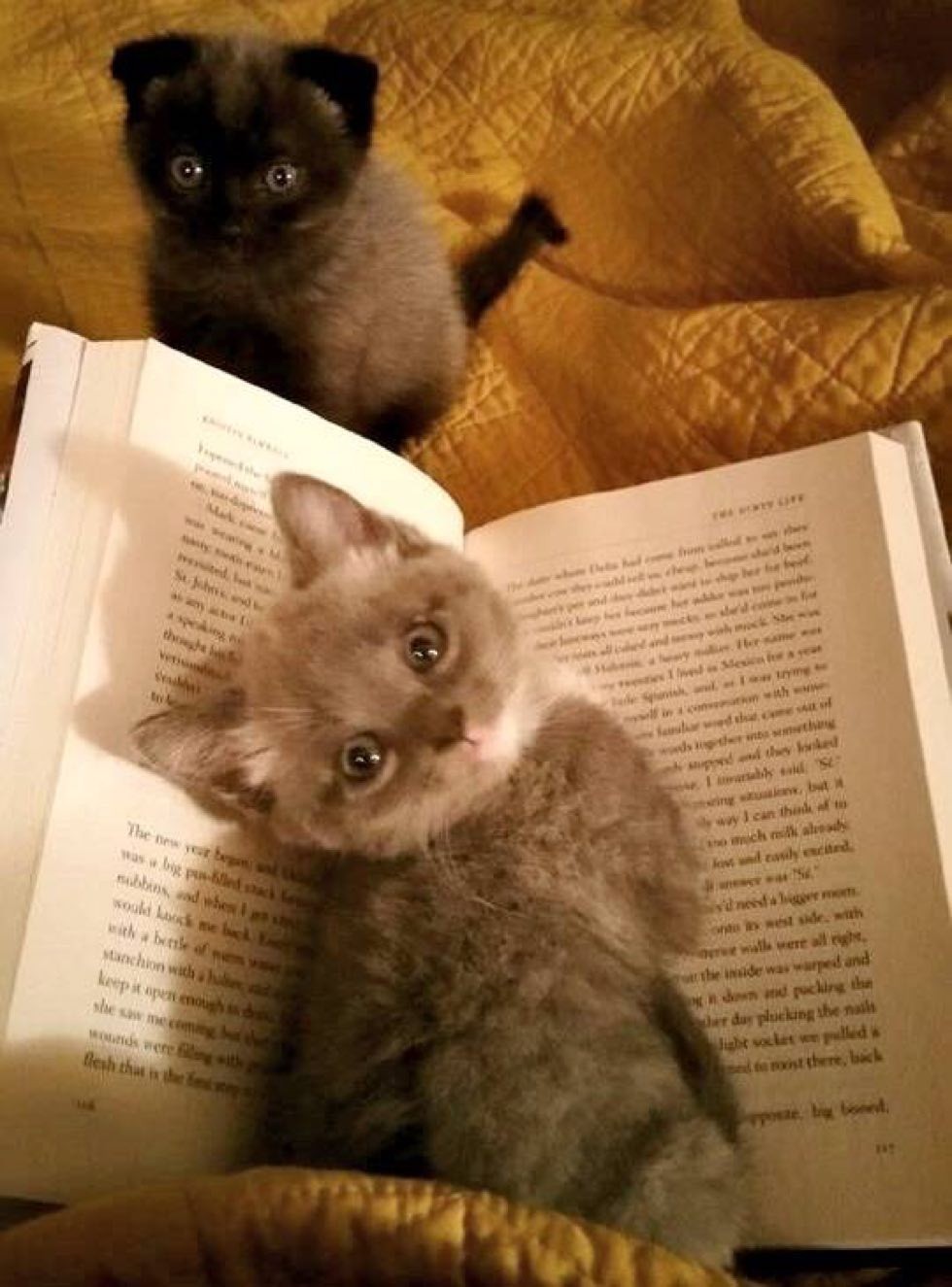 cats kittens purrfect perfect bookmarks