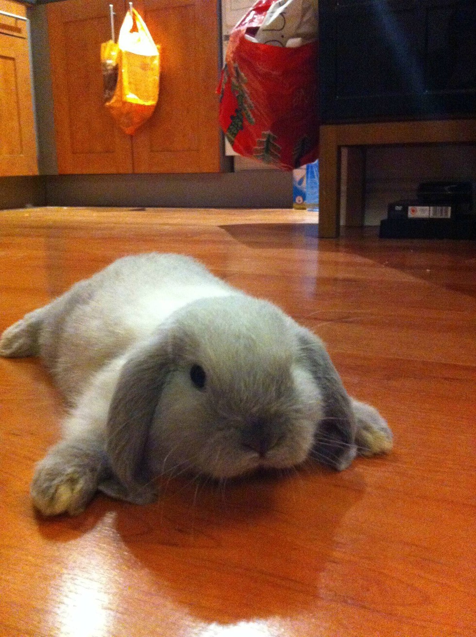 11 Truths All Bunny Owners Have Come To Accept