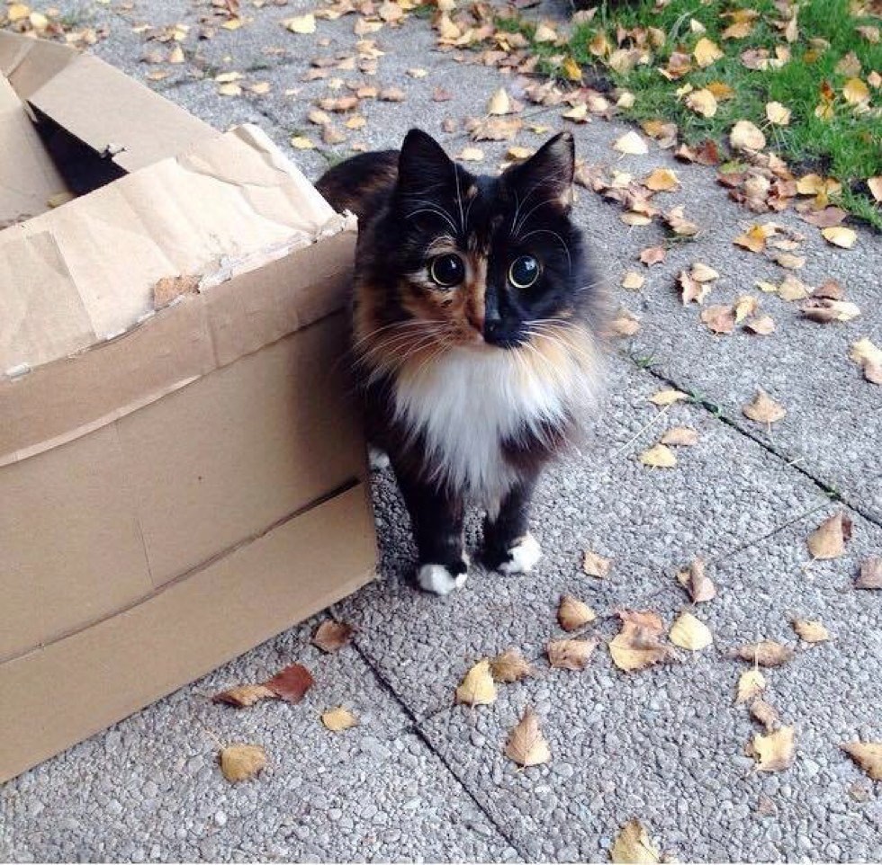 blind rescue calico cat jasmine forever home