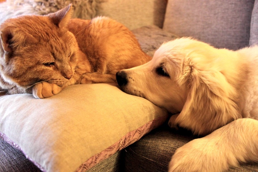 puppy tries to win over heart of ginger cat