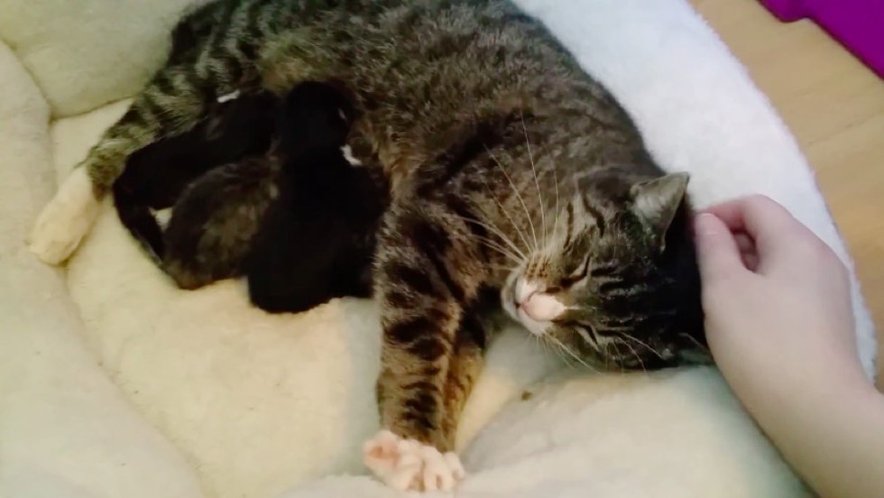 gatto selvatico accetta l'aiuto di soccorritori per i suoi bambini gattino neonato
