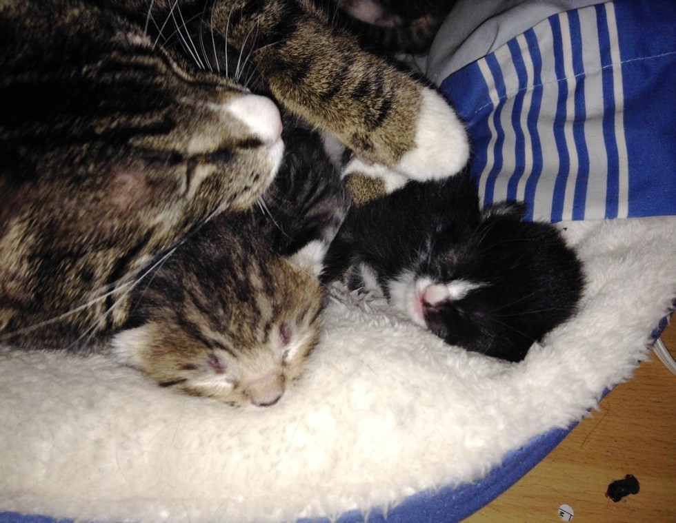 gatto selvatico accetta l'aiuto di soccorritori per i suoi bambini gattino neonato
