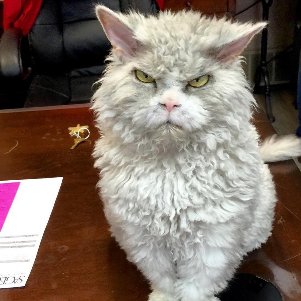 Frowning Kitty Has Ability to Stare and Glare without Moving Love Meow