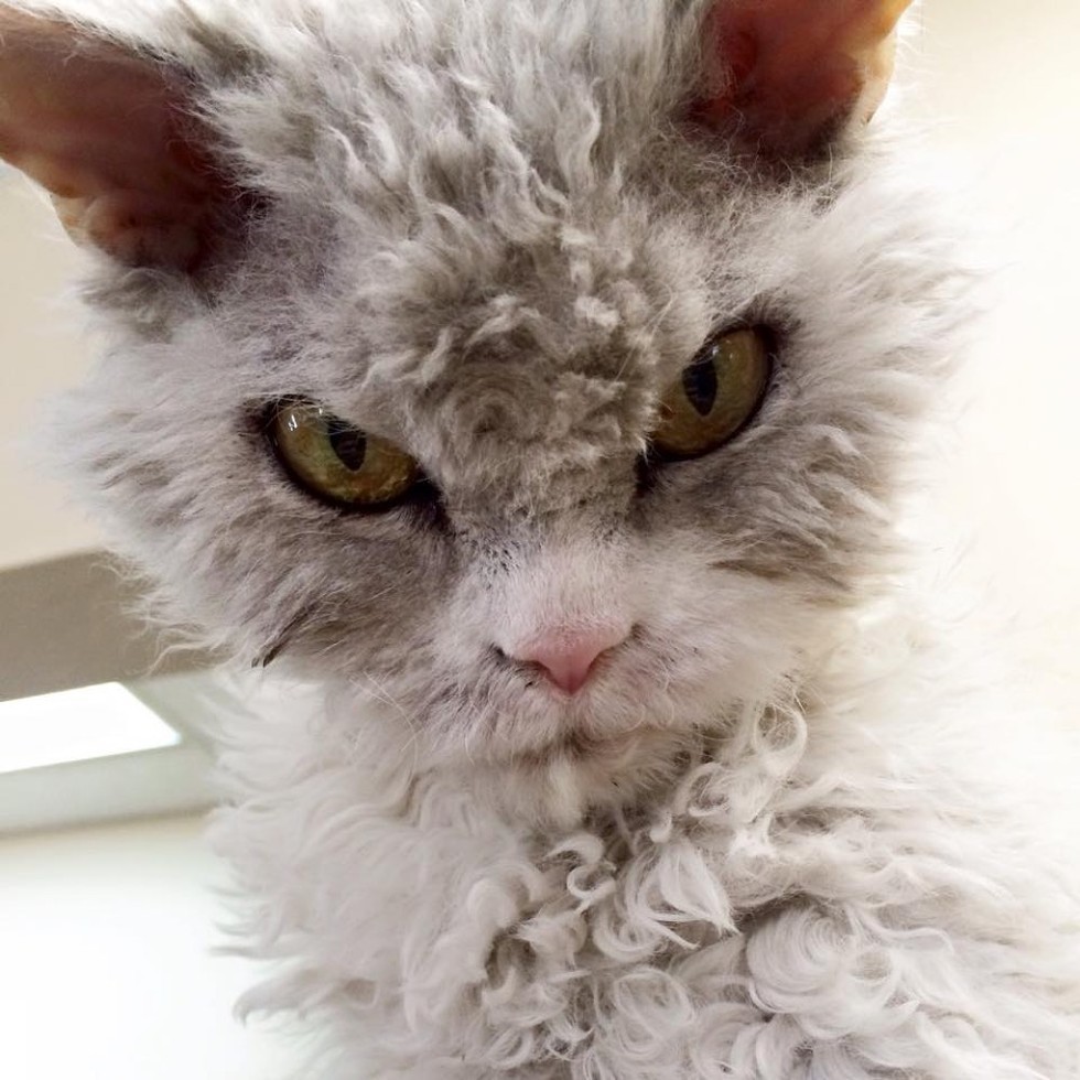 Frowning Kitty Has Ability to Stare and Glare without Moving Love Meow