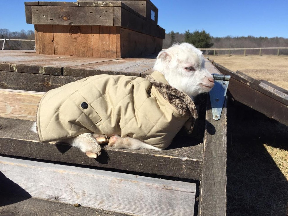 Baby Goat KNOWS He Looks Good In This Coat