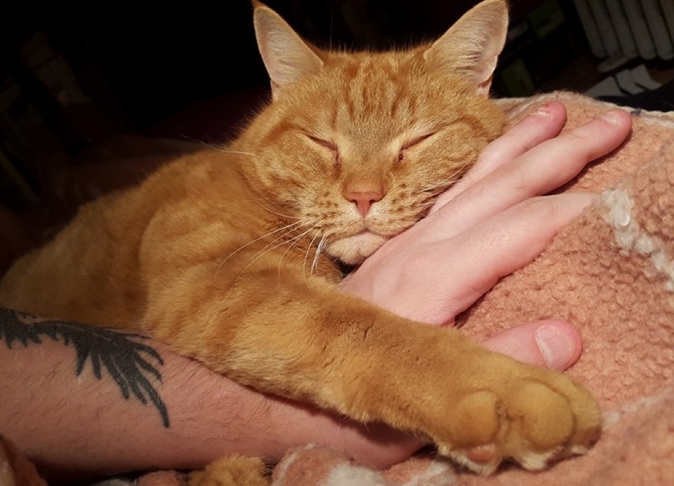 can i bring a stray cat home