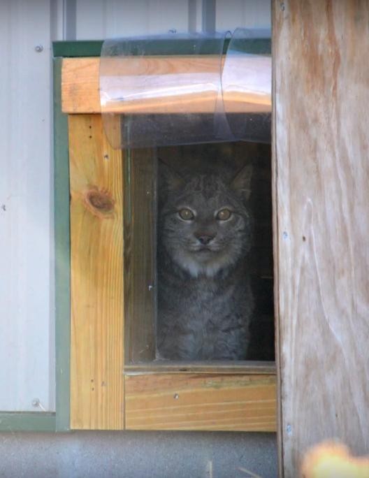 Lynx Kept As A Pet For 13 Years Walks Outside For The First Time