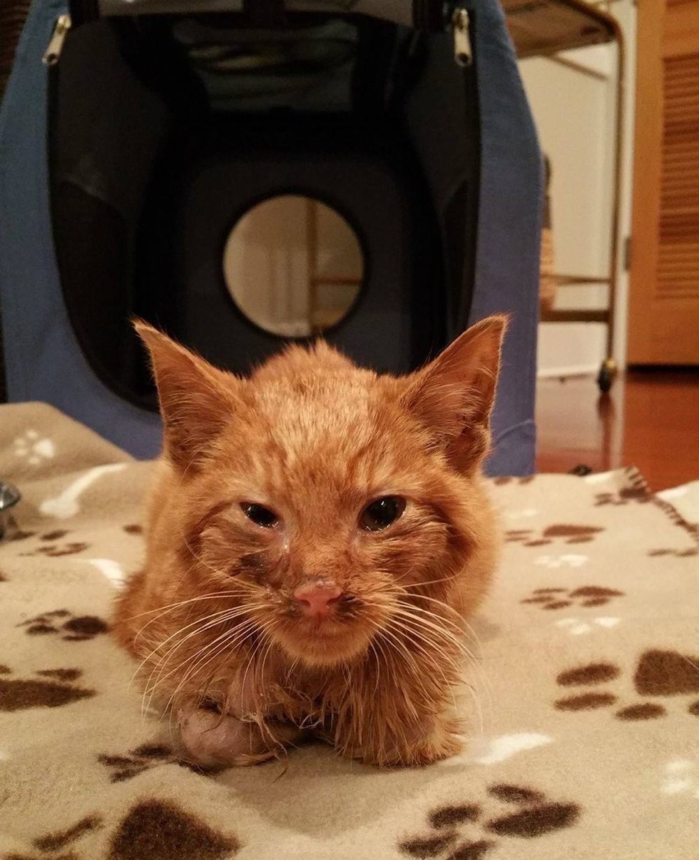 Nobody Thought This Ginger Cat Would Survive The First Night, A Month 