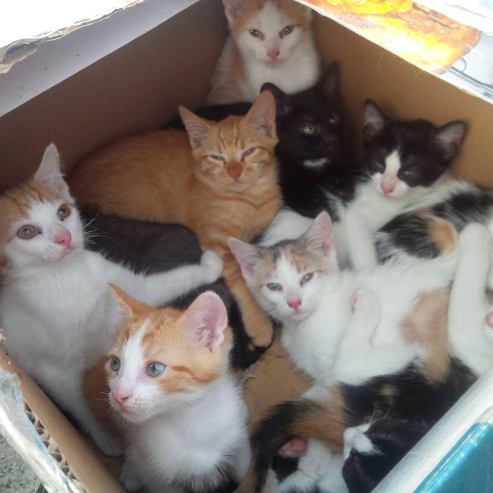 how many kittens can a cat have in one litter