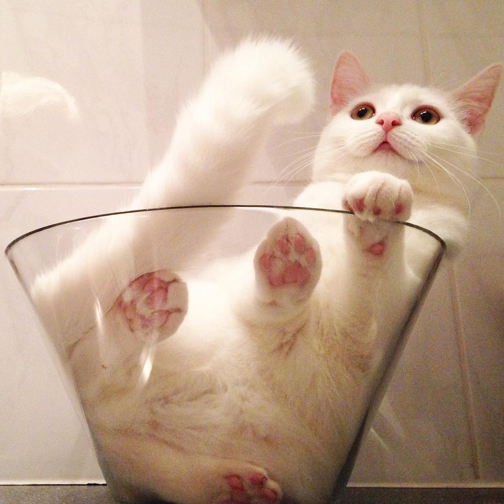 white cat loves sleeping in glass bowl