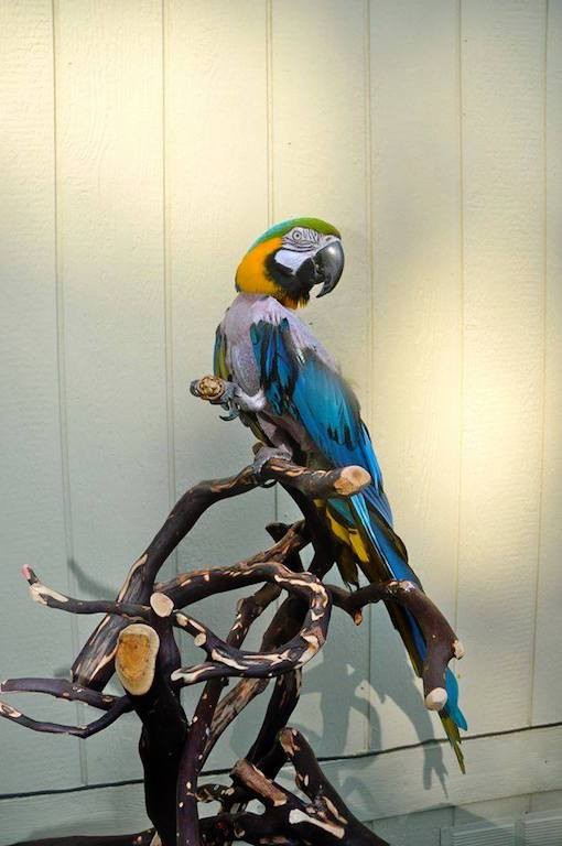 caged bird was so bored she plucked out her feathers caged bird was so bored she plucked out her feathers