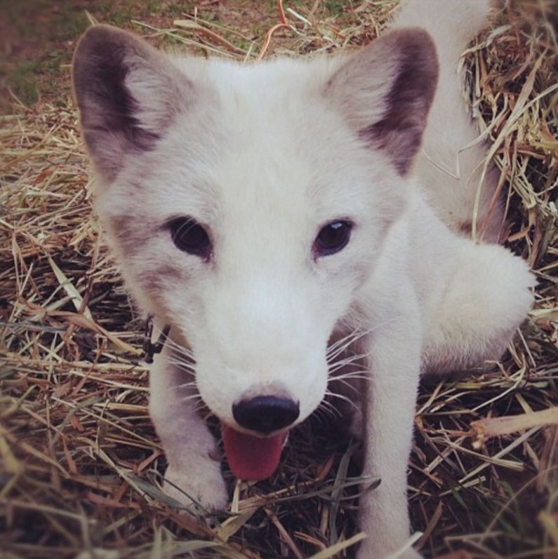 Is The Arctic Fox In This Viral Video Actually Laughing?