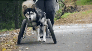 Este perro corre por PRIMERA VEZ en su vida, gracias a unas prótesis impresas en 3D. ¡QUÉ EMOCIONANTE! 2