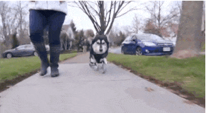 Este perro corre por PRIMERA VEZ en su vida, gracias a unas prótesis impresas en 3D. ¡QUÉ EMOCIONANTE! 4