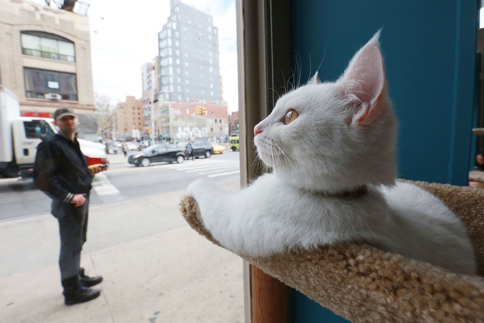  Cat  Cafe  Offers Purrfect Blend Kitty Adoption With A Side 