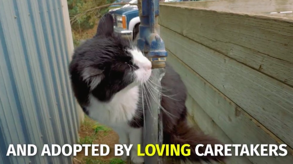 Shelter Saves Homeless Cats by Helping Them Find a Job! Love Meow