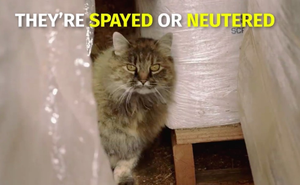 Shelter Saves Homeless Cats by Helping Them Find a Job! Love Meow