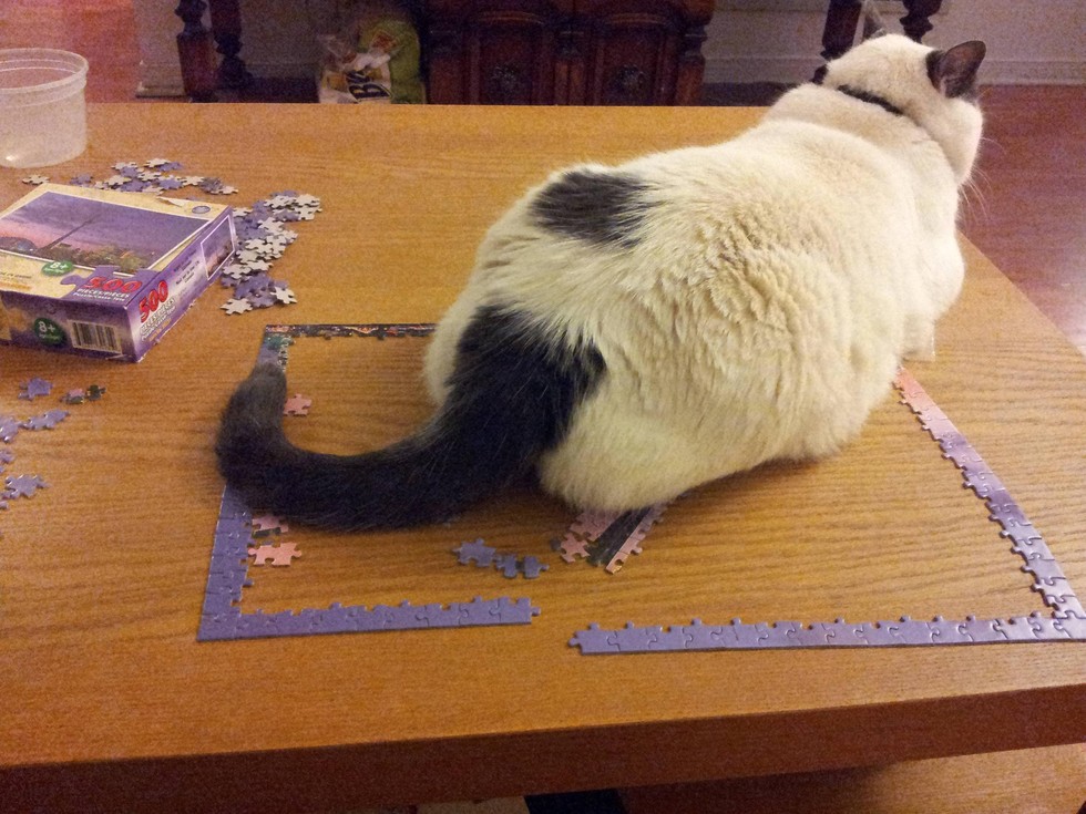 10 Smug Cats Who Know They're Actually In Charge