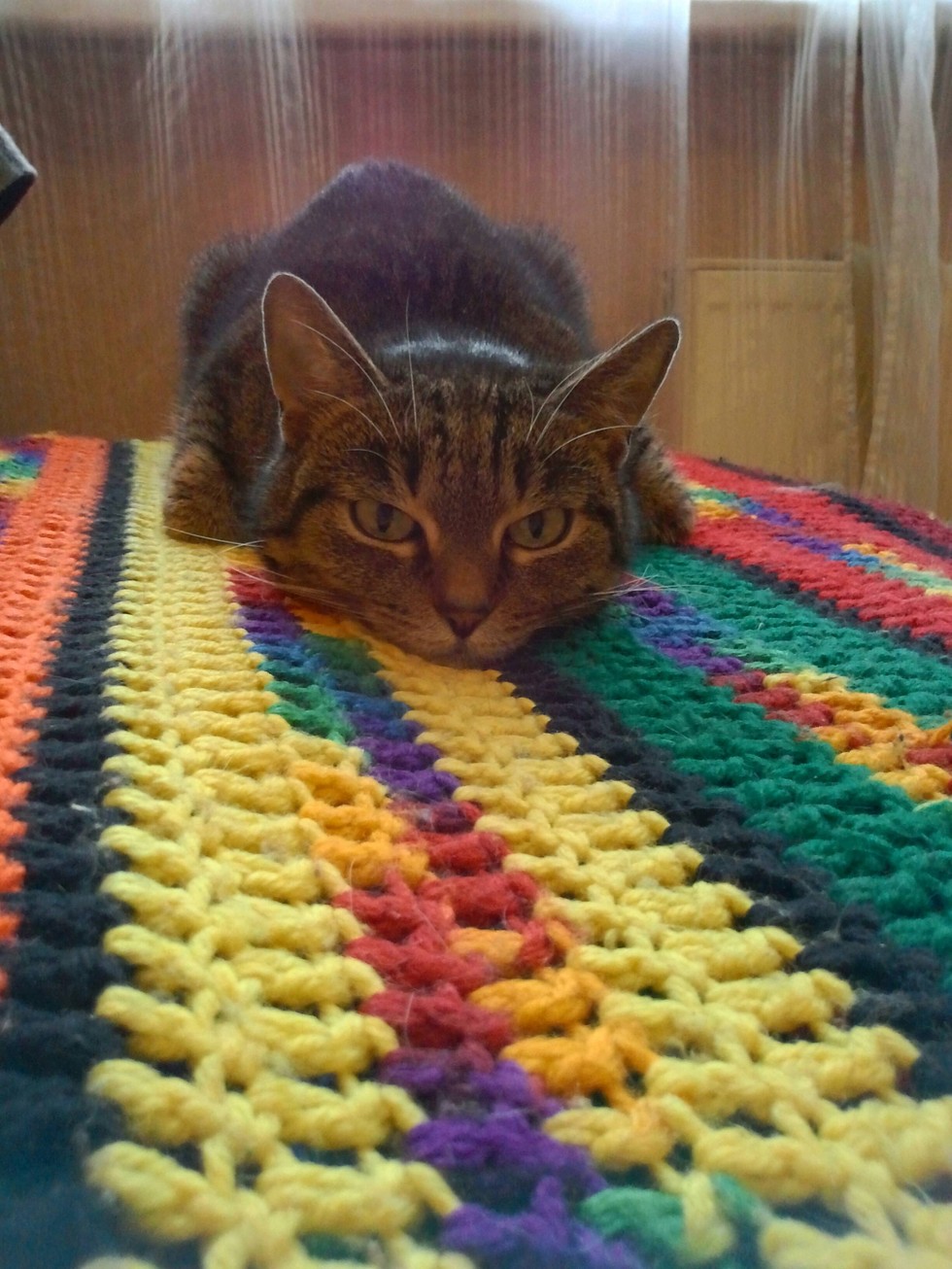 10 Smug Cats Who Know They're Actually In Charge Meowingtons